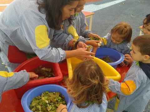 As crianças estão a lavar e a preparar a salada para o seu almoço, com as alfaces que acabaram de colher da horta.